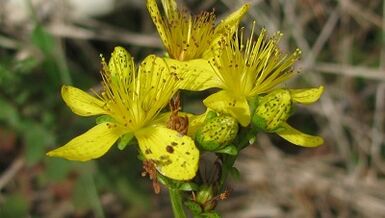 Paggamot ng talamak na prostatitis na may mga remedyo ng katutubong