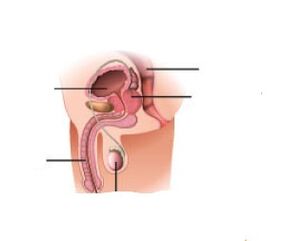 Nadagdagan ang bakal na prostate